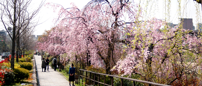 京都桜おすすめ散歩コース
